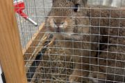 Rabbit