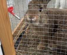 Rabbit