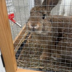 Rabbit