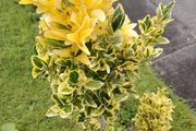 Plant