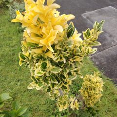 Plant