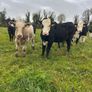 11 Super Heifer Calves Image 5