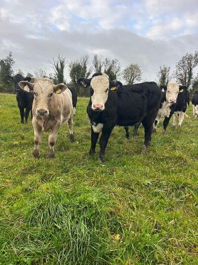 11 Super Heifer Calves