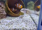 Clownfish, Bangai Cardinal, Goby