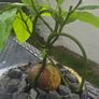 AVOCADO(Indoor plant) Image 4