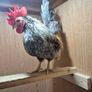 Serama Roosters Image 4