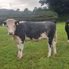 Cattle