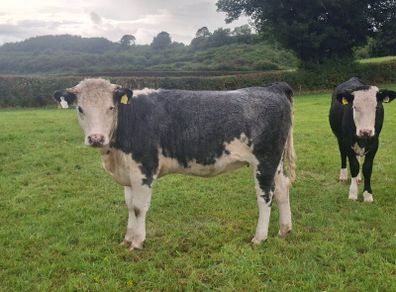 Cattle