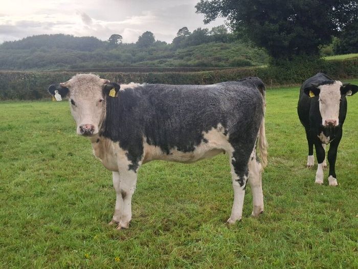 5 Heifers. 5 good condition heifers