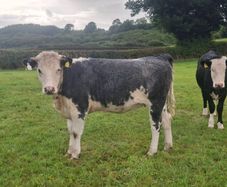 5 Heifers. 5 good condition heifers