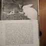 A Hare About The House. By Cecil S. Webb. First Edition. 1955 Hardback In Fair Condition. See Photos For Same. Image 5