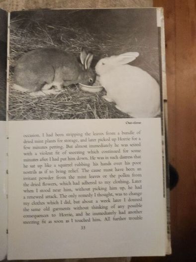 A Hare About The House. By Cecil S. Webb. First Edition. 1955 Hardback In Fair Condition. See Photos For Same.