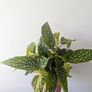 Begonia Maculata Plant Image 2