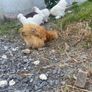 Buff Silkie Pullet Image 2