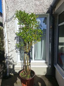 garden plants