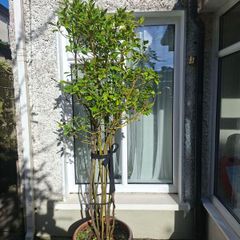 garden plants