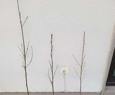 bareroot whitethorn plants