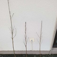 bareroot whitethorn plants