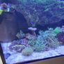 red sea reefer g2 250 Image 4
