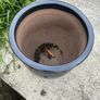 garden pot Image 4