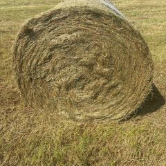 Top quality hay