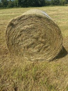 Top quality hay