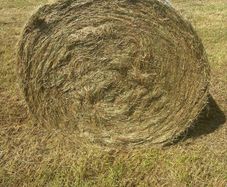 Top quality hay