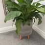 Large Peace Lily Image 2