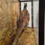 antique taxidermy pheasant Image 4