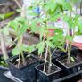tomato plant Image 2