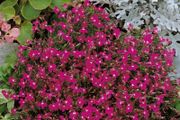(L) Lobelia Rosamond seeds 0.1g (414819)