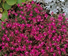 (L) Lobelia Rosamond seeds 0.1g (414819)