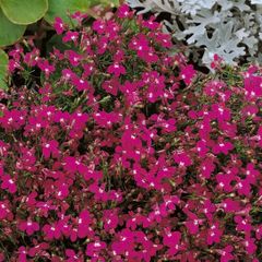 (L) Lobelia Rosamond seeds 0.1g (414819)