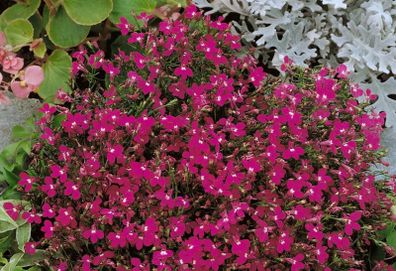 (L) Lobelia Rosamond seeds 0.1g (414819)