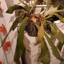 Free staghorn fern Image 8