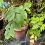 Raspberry plants Image 5