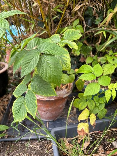 Raspberry plants