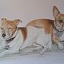 pet Image 4
