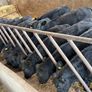 15 Aberdeen Angus Weanling Bulls Image 3