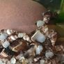 Aquarium Snails Ramshorn & Malaysian Trumpet(Melania) Image 8