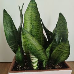 Snake plant