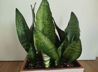 Snake plant