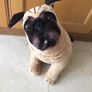 Melissa & Doug Lifelike and Loveable Large Plush Stuffed Pug Dog Realistic 19" Image 2