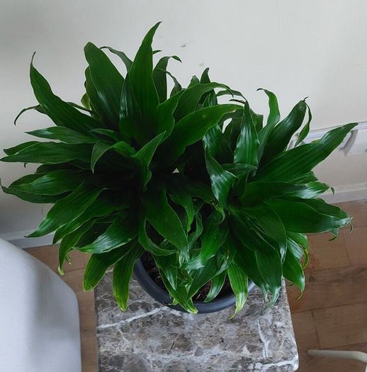 Dracaena plant with Pot