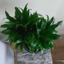 Dracaena plant with Pot Image 2
