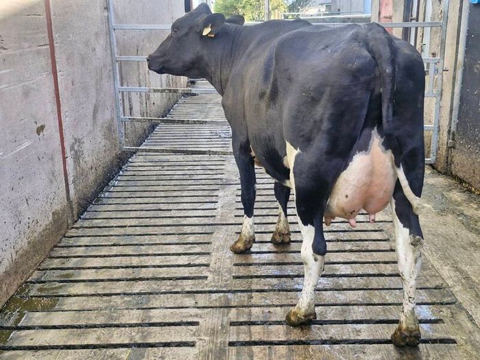 Freshly calved young cows