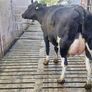 Freshly calved young cows Image 2
