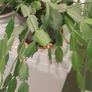 christmas cactus Image 7