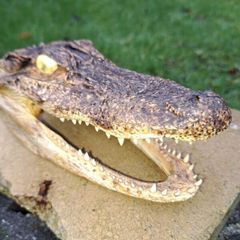 Vintage Taxidermy Alligator Head