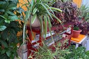 indoor plants